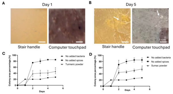 The growth of bacteria on everyday objects and the antimicrobial effects of household spices
