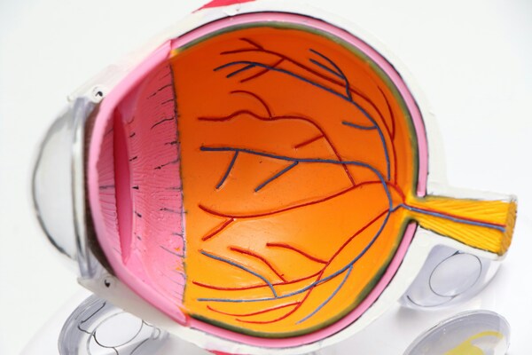 Cover photo for Eye color, visual acuity and photophobia: How eye color affects light sensitivity
