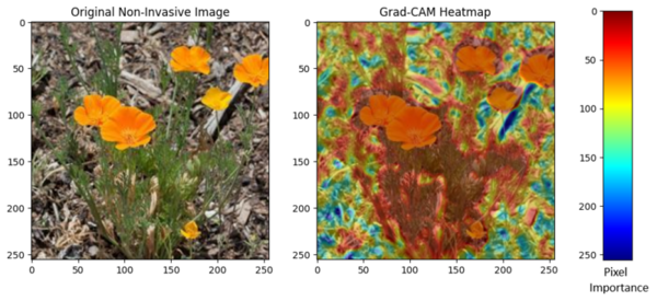 Cover photo for Comparative study on three machine learning models in novel autonomous drone-based detection of invasive plant <em>Brassica nigra</em>