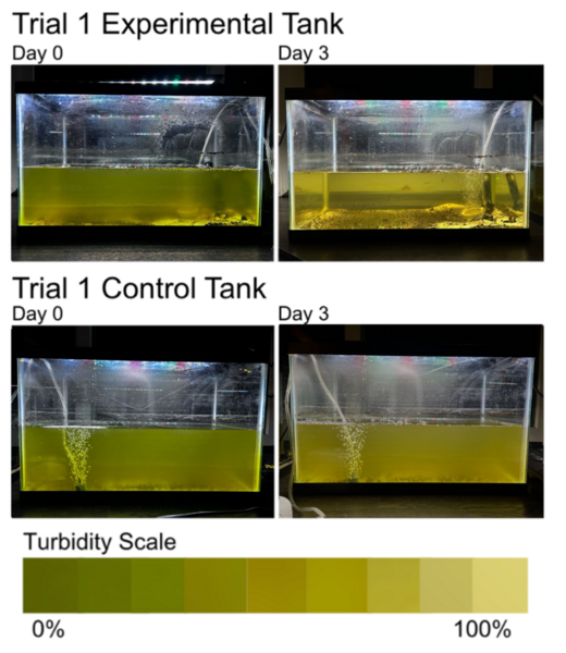 Cover photo for Evaluating the filtration efficiency and water quality impact of <i>Corbicula javanicus</i>