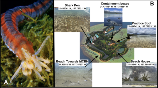 Cover photo for The ecological mysteries of <i>Opheodesoma spectabilis</i>	: Seasonal trends, habitat preferences, and climate responses