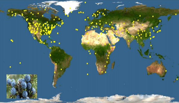 A Phylogenetic Study of Conifers Describes Their Evolutionary Relationships and Reveals Potential Explanations for Current Distribution Patterns