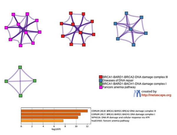 Cover photo for Analyzing the effects of genetic mutations in BRCA1, BRCA2, BARD1, and MLH1 in causing different cancers