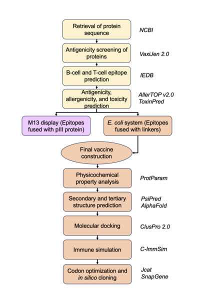 Cover photo for <i>In silico</i> design of an epitope-based vaccine for Rocio virus using phage display and <i>E. coli</i> expression system