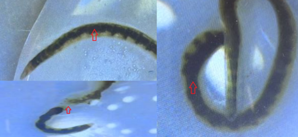 Cover photo for Regenerative Effects of Turmeric and Alpha-Lipoic Acid in <i>Lumbriculus variegatus</i>