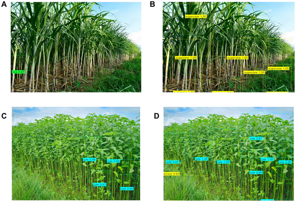 Cover photo for Canopy complexity and plant morphology determine detectability in multi-perspective drone imagery