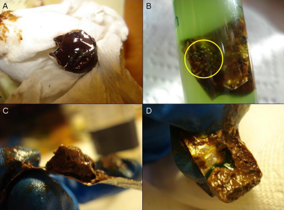 The Effects of Micro-Algae Characteristics on the Bioremediation Rate of Deepwater Horizon Crude Oil