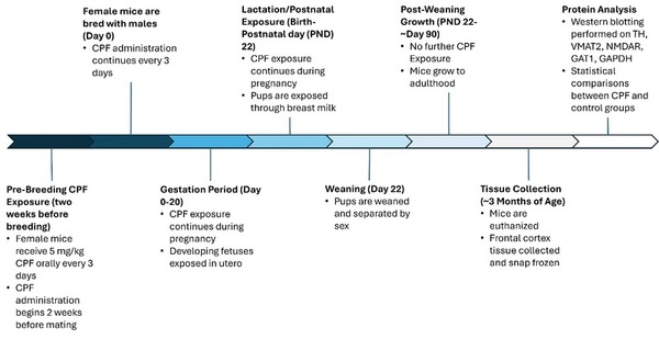 Cover photo for Chlorpyrifos exposure in mice leads to altered expression of key neurodevelopmental proteins