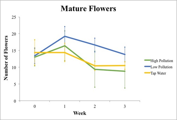 Cover photo for Negative Effects of Pollution on English Daisy (<i>Bellis perennis</i>) Height and Flower Number