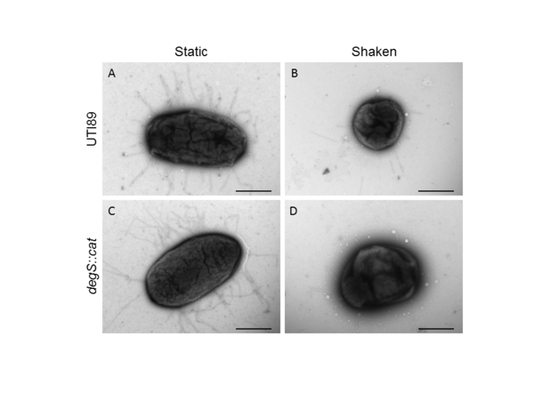 Cover photo for Characterization of a UPEC <em>DegS</em> Mutant <em>in vitro</em> and <em>in vivo</em>