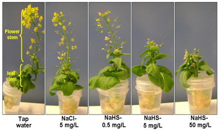 Cover photo for Hydrogen Sulfide Inhibits Flowering but Hastens New Leaf Growth in Bok Choy (Chinese Cabbage)