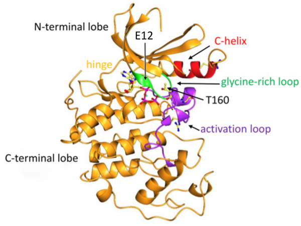 Investigating the effects of mutations of amino acids on the protein expression of CDK2 cancer gene