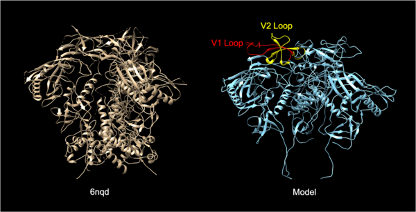 Cover photo for The analysis of the viral transmission and structural interactions between the HIV-1 envelope glycoprotein and the lymphocyte receptor integrin α4β7