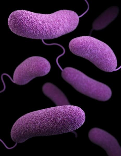 Cover photo for Myrtaceaes as antimicrobial agents against <em>Staphylococcus aureus</em> and <em>Pseudomonas aeruginosa</em>