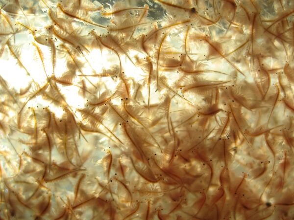 Cover photo for Increasing CO<sub>2</sub> levels in water decrease the hatching success of brine shrimp