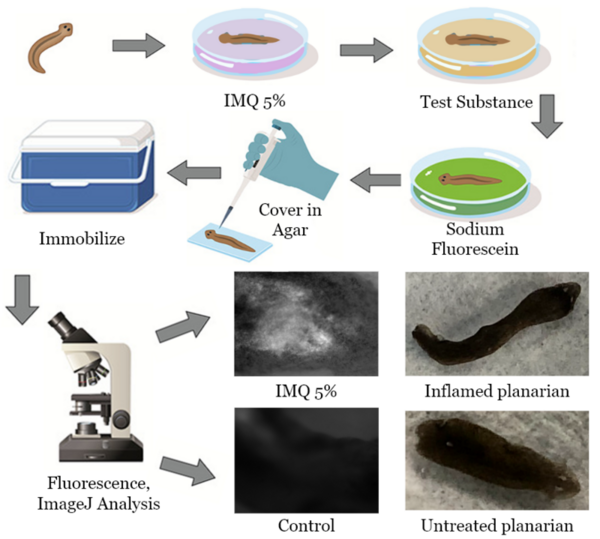 Cover photo for Reduced psoriasis skin irritation symptoms through the effects of Chinese herbal medicines on planarians