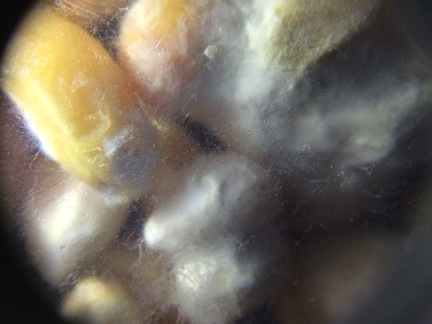 Cover photo for Slowing the Mold Growth on Stored Corn: The Effects of Vinegar, Baker’s Yeast, and Yogurt on Corn Weight Loss