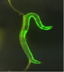 Cover photo for Effect of Natural Compounds Curcumin and Nicotinamide on α-synuclein Accumulation in a C. elegans Model of Parkinson’s Disease