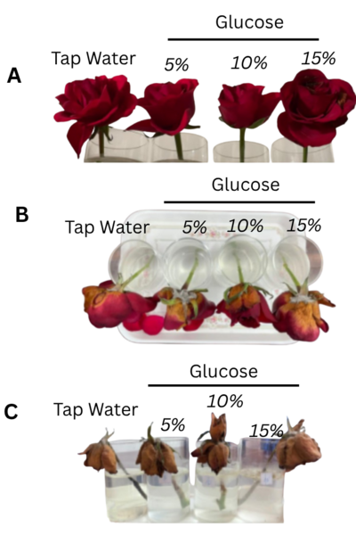 Glucose concentration and the longevity of cut roses: sugar-induced senescence