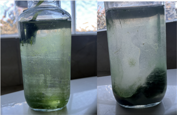 Cover photo for The effects of algaecides on <i>Spirulina major</i> and non-target organism <i>Daphnia magna</i>