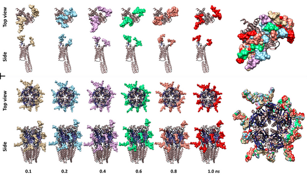 Cover photo for The sweetened actualities of neural membrane proteins: A computational structural analysis
