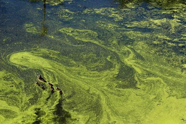 Cover photo for Interaction of light with water under clear and algal bloom conditions