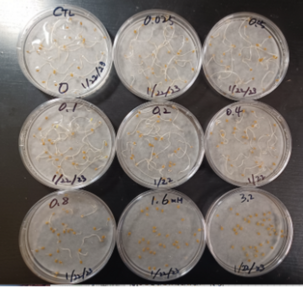 Cover photo for Lactic acid bacteria protect the growth of Solanum lycopersicum from Sodium dodecyl sulfate