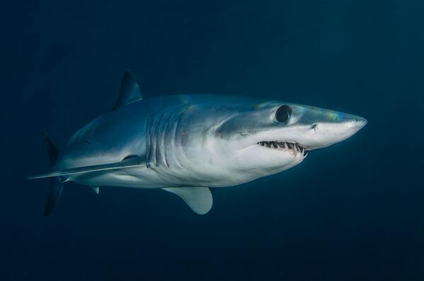 Cover photo for Aggression of <i>Carcharhinus leucas</i> and <i>Carcharhinus amblyrhynchos</i> towards humans