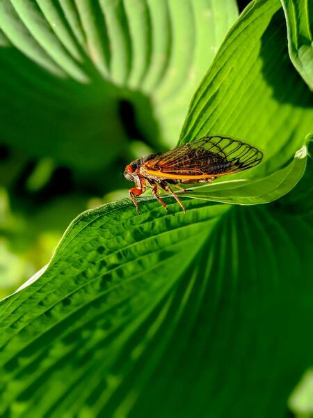 Cover photo for The presence of <em>Wolbachia</em> in Brood X cicadas