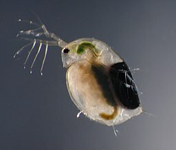 Cover photo for Monitoring Local Soil Toxicity by Daphnia magna Viability