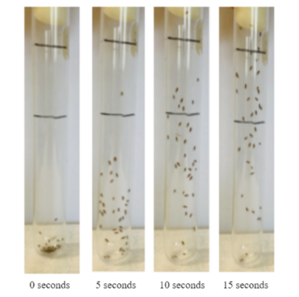 Cover photo for The effects of <em>Helianthus Annuus</em> on Amyotrophic Lateral Sclerosis using <em>Drosophila Melanogaster</em>
