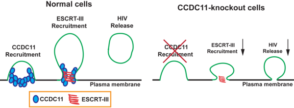 Cover photo for Investigating the Role of the Novel ESCRT-III Recruitment Factor CCDC11 in HIV Budding: A Potential Target for Antiviral Therapy