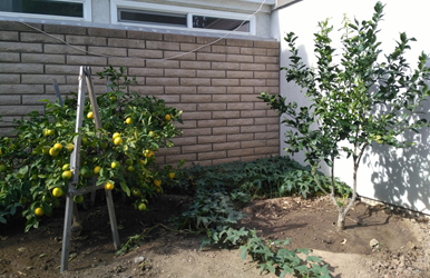 Cover photo for Impact of Soil Productivity on the Growth of Two Meyer Lemon Trees