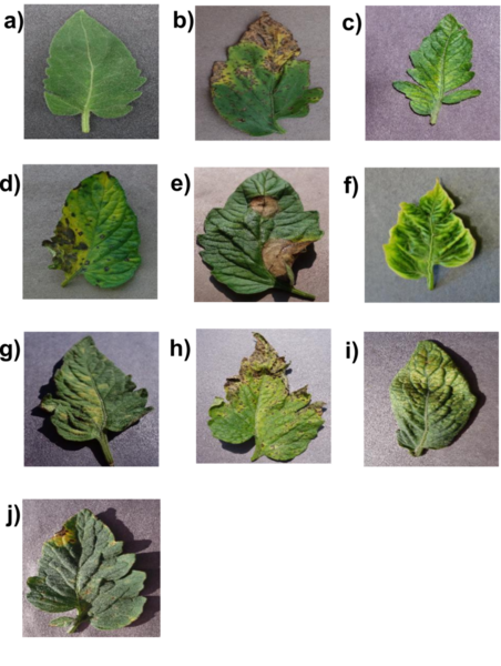 Cover photo for Tomato disease identification with shallow convolutional neural networks