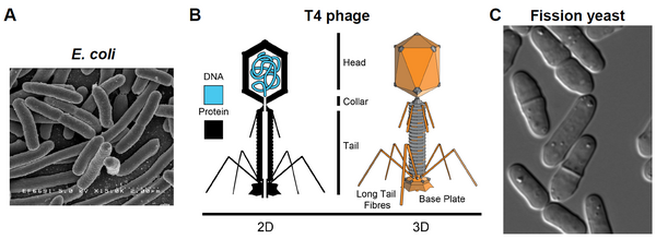 Cover photo for Phages Can Be More Effective and Specific Than Antibiotics in Combating Bacteria