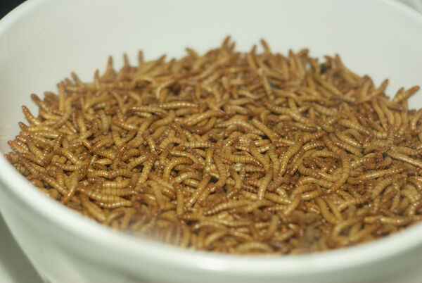 Cover photo for The Effects of Post-Consumer Waste Polystyrene on the Rate of Mealworm Consumption