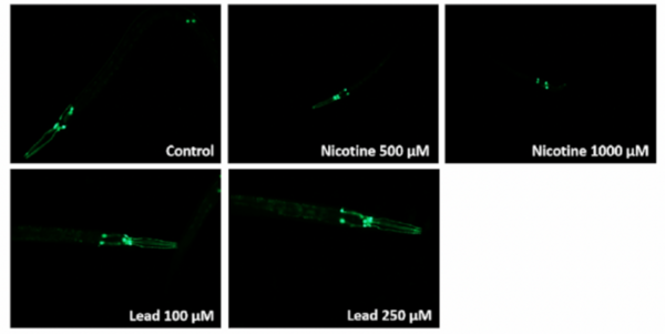 Cover photo for The effect of nicotine and lead on neuron morphology, function, and ɑ-Synuclein levels in a <i>C. elegans</i> model