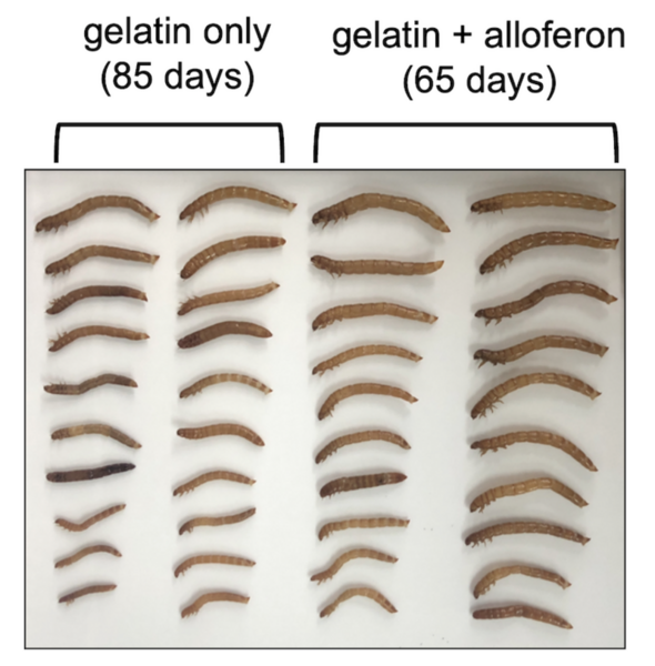 Cover photo for Alloferon improves the growth performance and developmental time of mealworms <em>(Tenebrio molitor)</em>