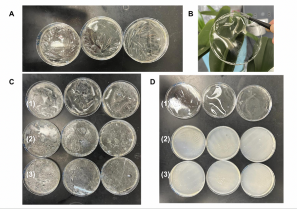 Cover photo for The effects of plasticizers on the mechanical properties and chemical composition of a gelatin biopolymer