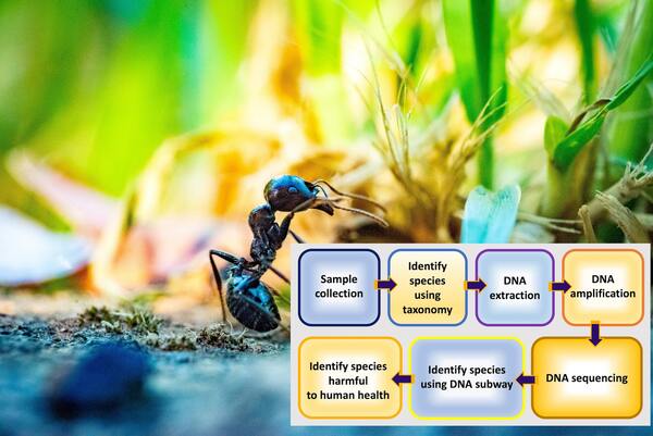 Cover photo for Friend or foe: Using DNA barcoding to identify arthropods found at home