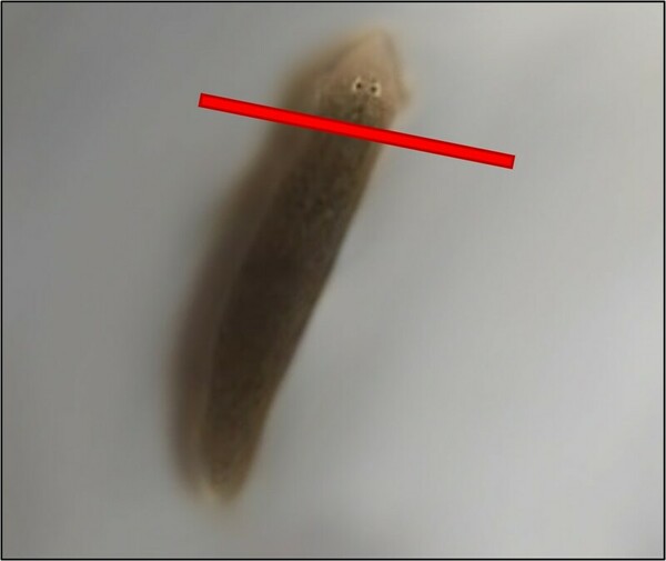 Cover photo for The non-nutritive sweeteners acesulfame potassium and neotame slow the regeneration rate of planaria