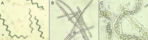Optimizing <i>Arthrospira platensis</i> growth for biofuel production via symbiosis between cyanobacteria strains