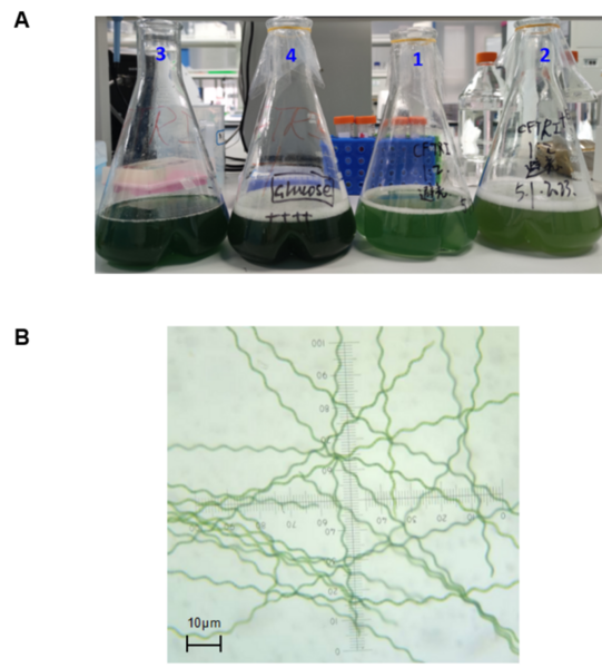 Cover photo for Heterotrophic culture of <i>Spirulina platensis</i> improved its growth and the study of its nutritional effect