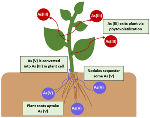 Cover photo for Genetic Bioaugmentation of Oryza sativa to Facilitate Self-Detoxification of Arsenic In-Situ