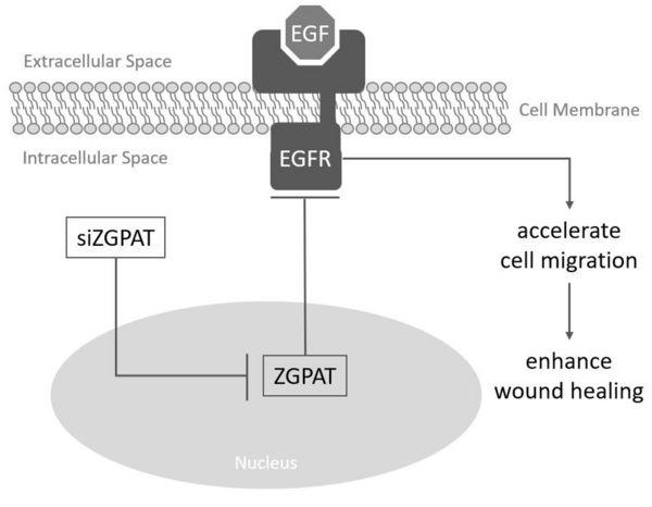 Cover photo for RNAi-based Gene Therapy Targeting ZGPAT Promotes EGF-dependent Wound Healing