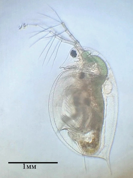 Cover photo for Differences in the effect of copper sulfate on the mortality rate of Ostracod and <em>Daphnia</em>