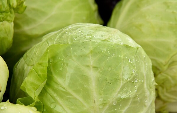Pressing filtration for extraction of cabbage dietary fiber and soluble components