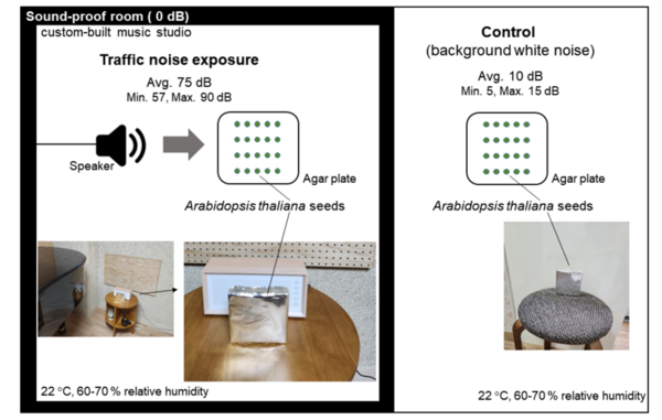 Cover photo for Effects of urban traffic noise on the early growth and transcription of <i>Arabidopsis thaliana<i>