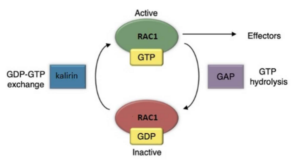 Cover photo for Development of selective RAC1/KLRN inhibitors