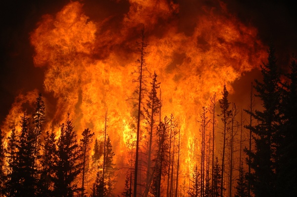 Cover photo for Ladder Fuel Treatments Effect Burn Area of Forest Fires in Semi-Arid High Elevation Climates